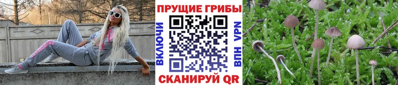 Купить  Няндома  Галлюциногенные грибы Cubensis 